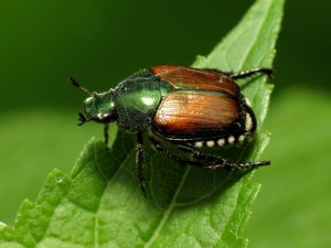 escarabajo japones
