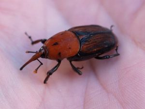 escarabajo picudo