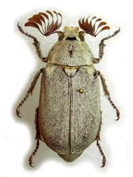 escarabajo sanjuanero