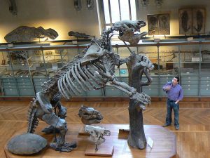 fosil perezoso gigante