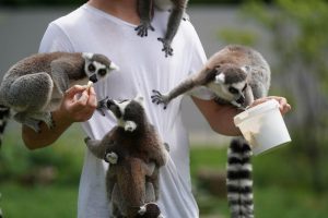 lemur como mascota