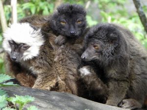 lemur-negro