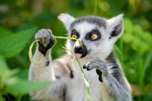 lemur tierno