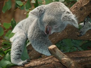oso perezoso y koala