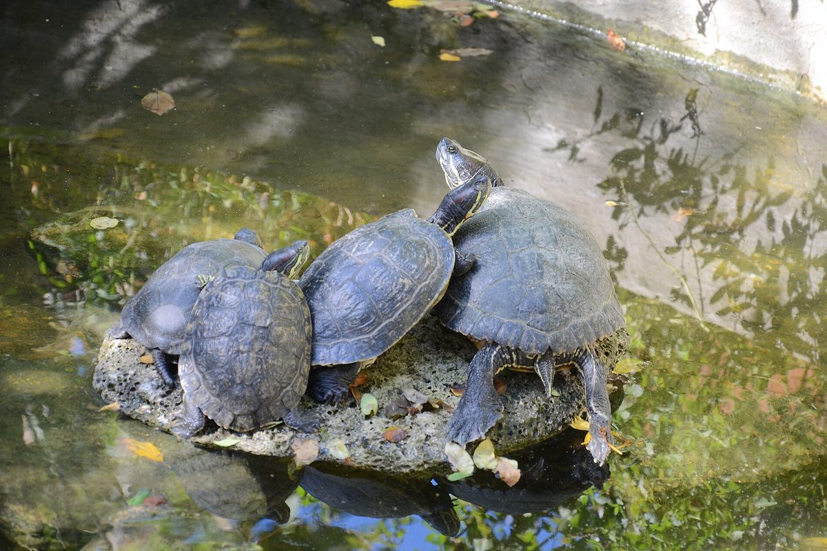 Tortugas acuáticas sobre una roca junto a un estanque con plantas