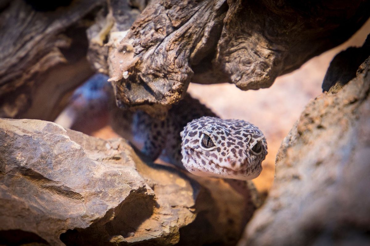 Gecko leopardo asomándose entre rocas, un reptil pequeño que hoy se puede tener como animal de compañía en España