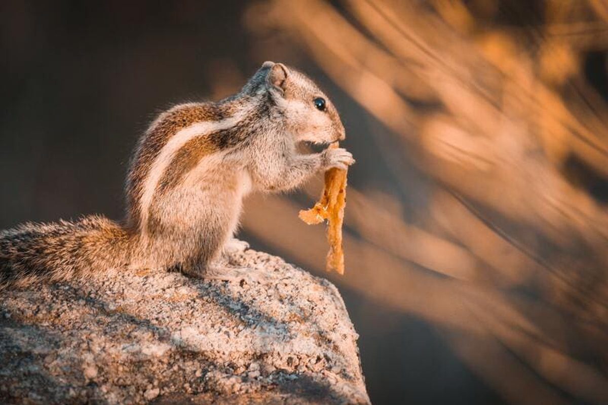 Ardilla listada de rayas claras comiendo sentada sobre una roca