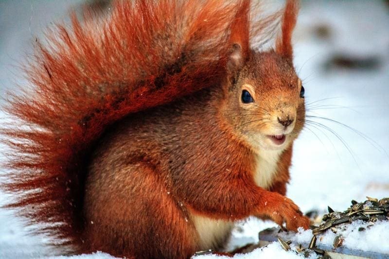 Ardilla roja de pelaje anaranjado y cola espesa comiendo sobre la nieve
