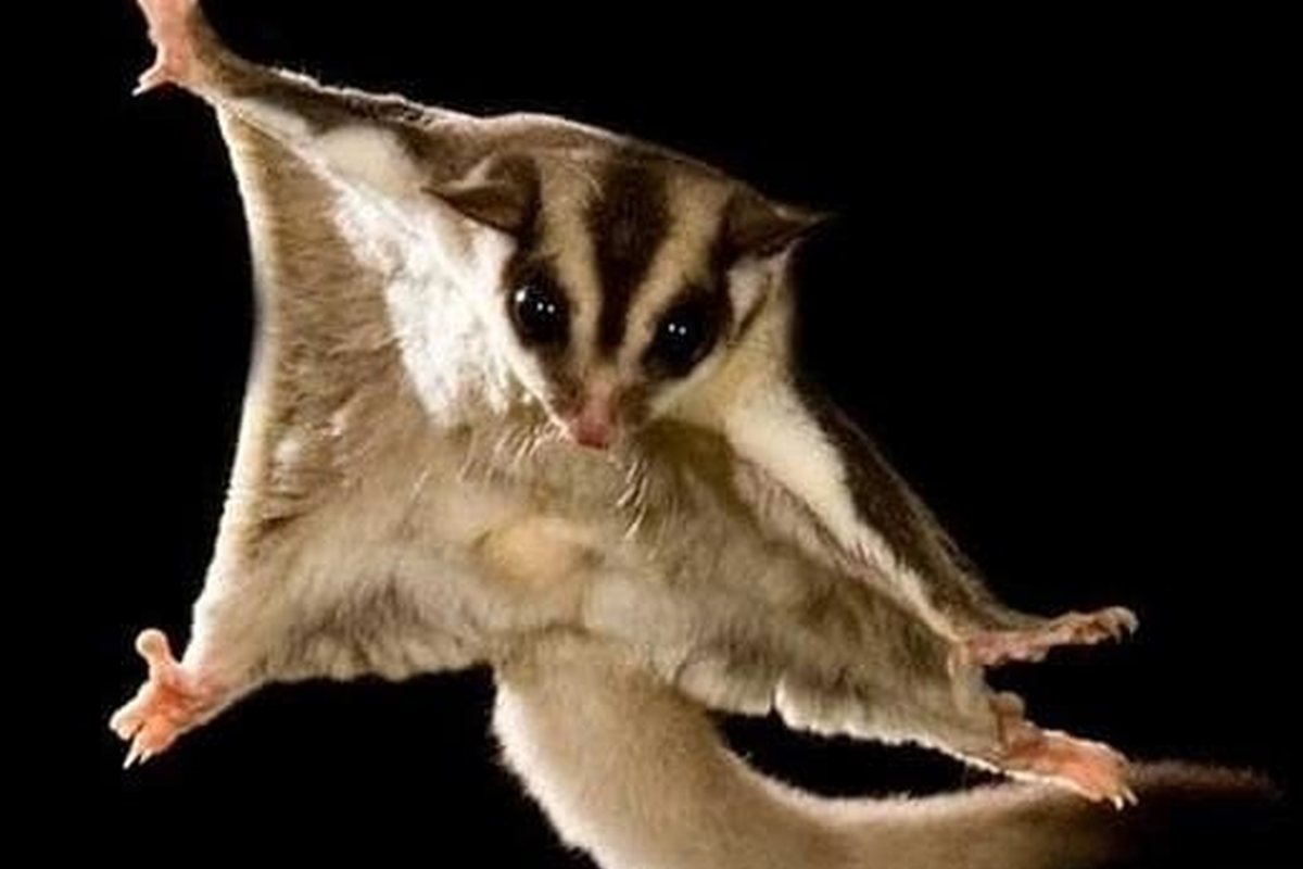 Pequeño mamífero planeador con la membrana lateral extendida, una ardilla de azúcar y no una ardilla voladora