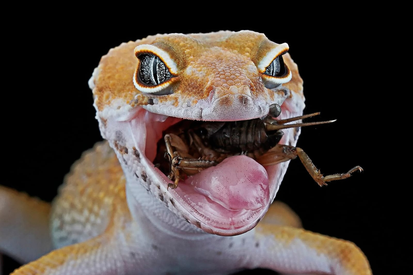 Gecko leopardo naranja de frente con un grillo en la boca
