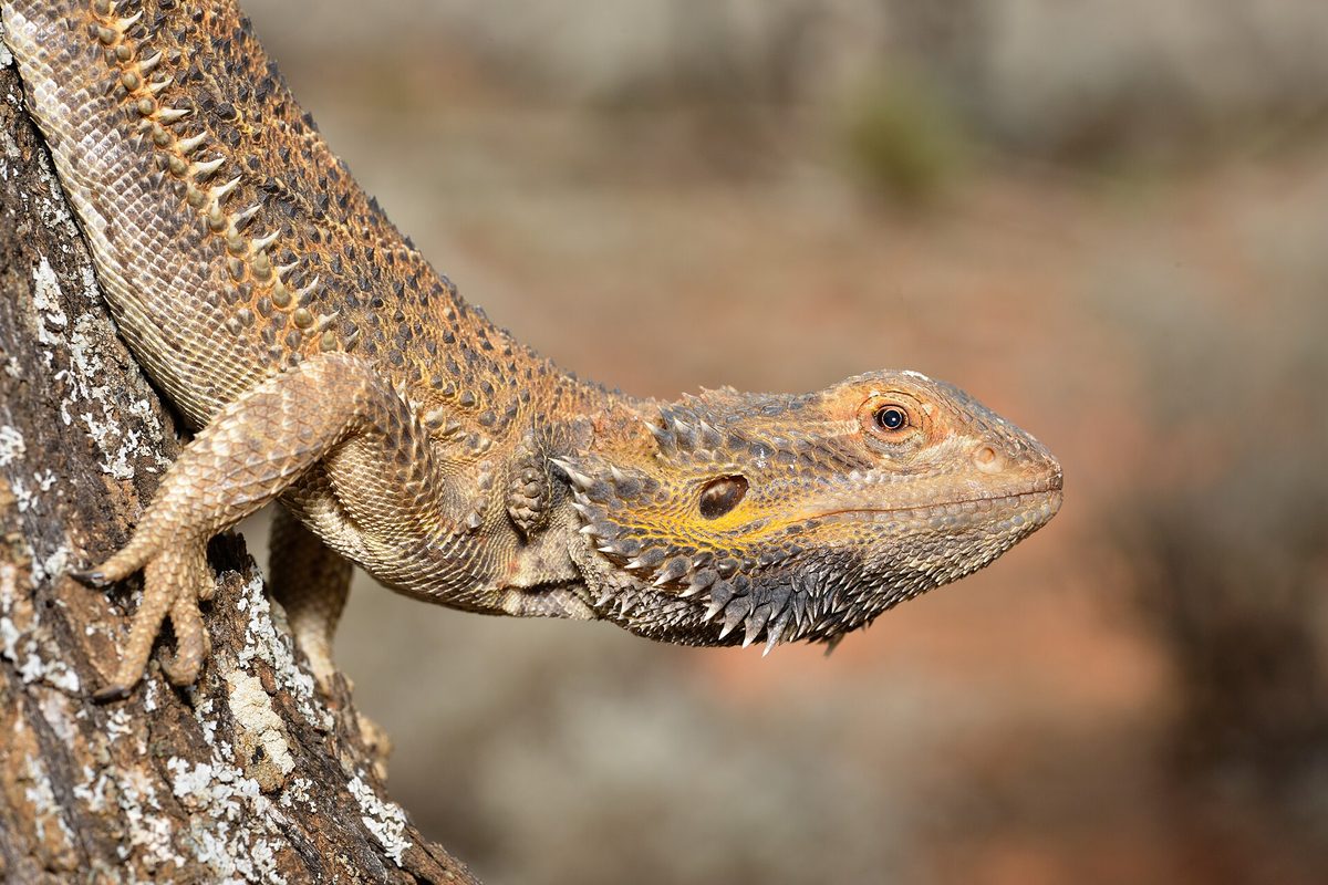 Dragón barbudo de color pardo y anaranjado sobre un tronco con la barba amarillenta