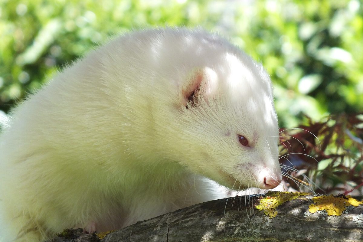 Hurón albino de pelaje blanco y ojos rosados olisqueando sobre un tronco