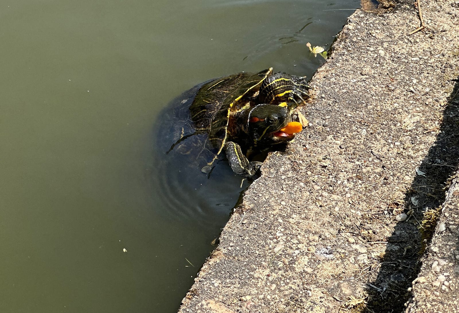Tortuga acuática asomada al borde de un estanque comiendo una rodaja de zanahoria