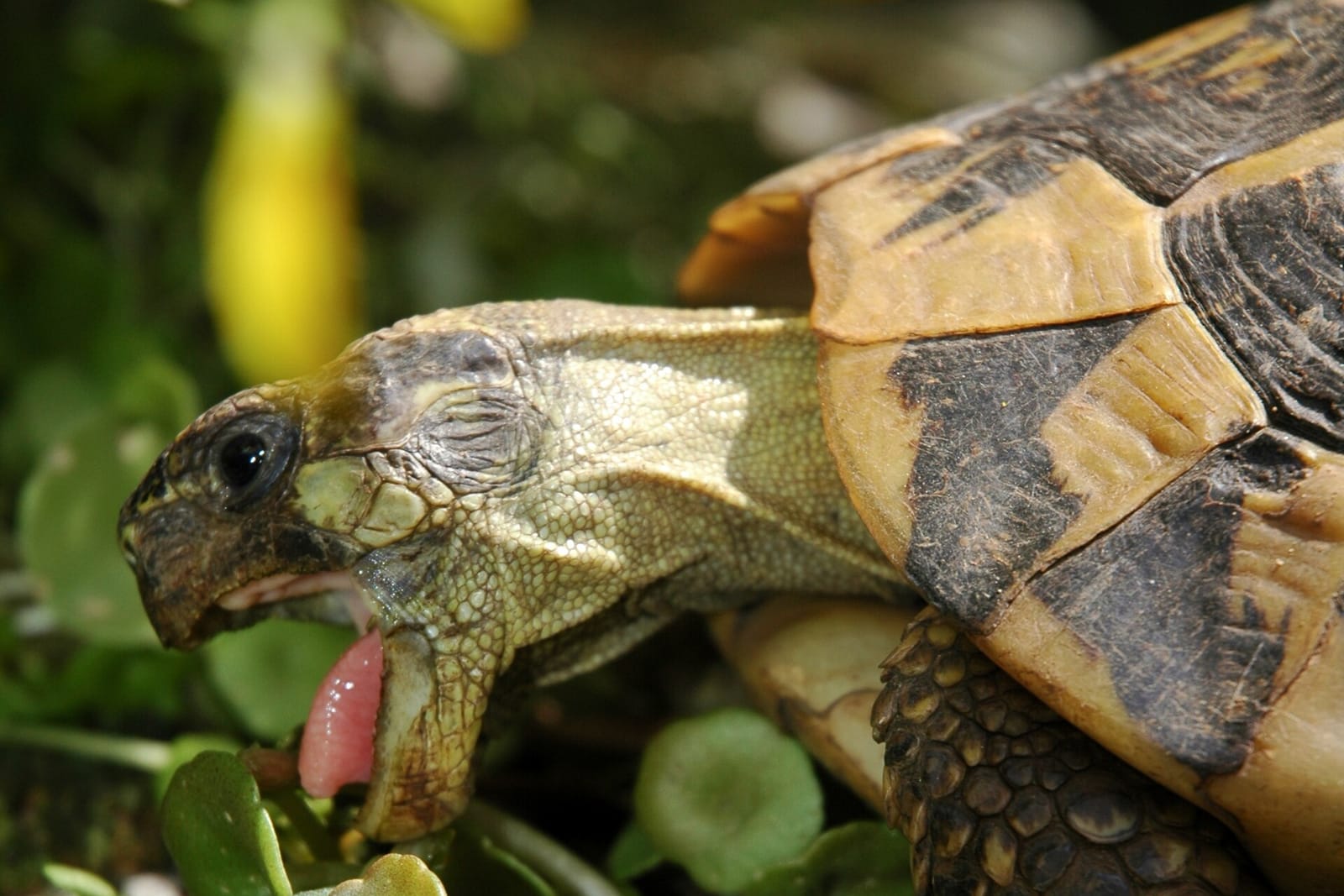Tortuga de Hermann con la boca abierta comiendo hojas verdes entre plantas