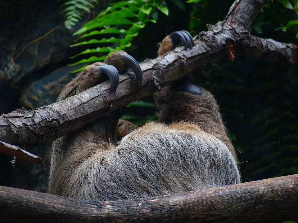 Perezoso colgado de una rama con las garras largas en un entorno de bosque
