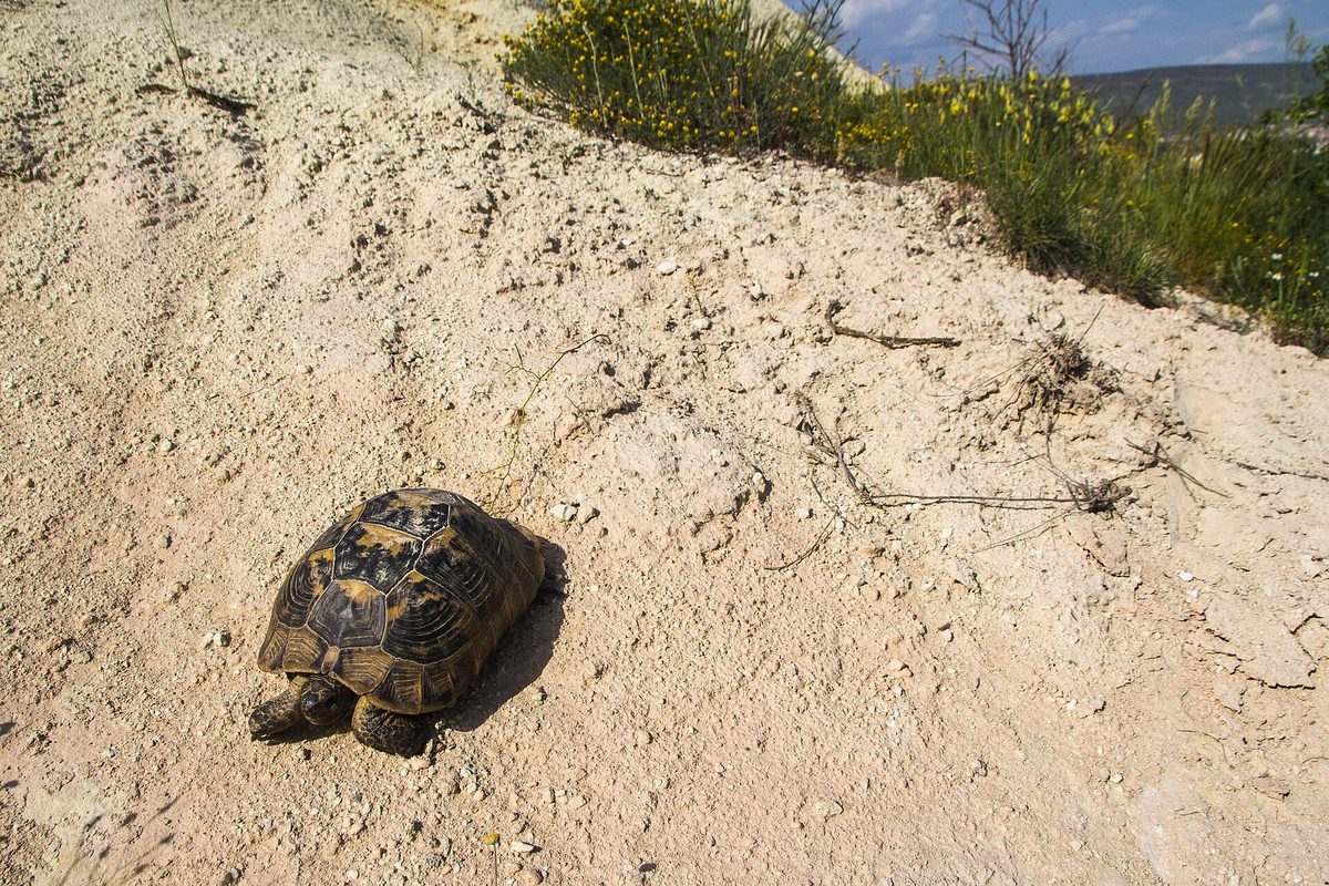 Tortuga terrestre de caparazón oscuro sobre un terreno arenoso
