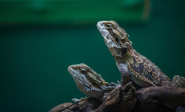 Dos dragones barbudos sobre una rama sobre fondo verde oscuro