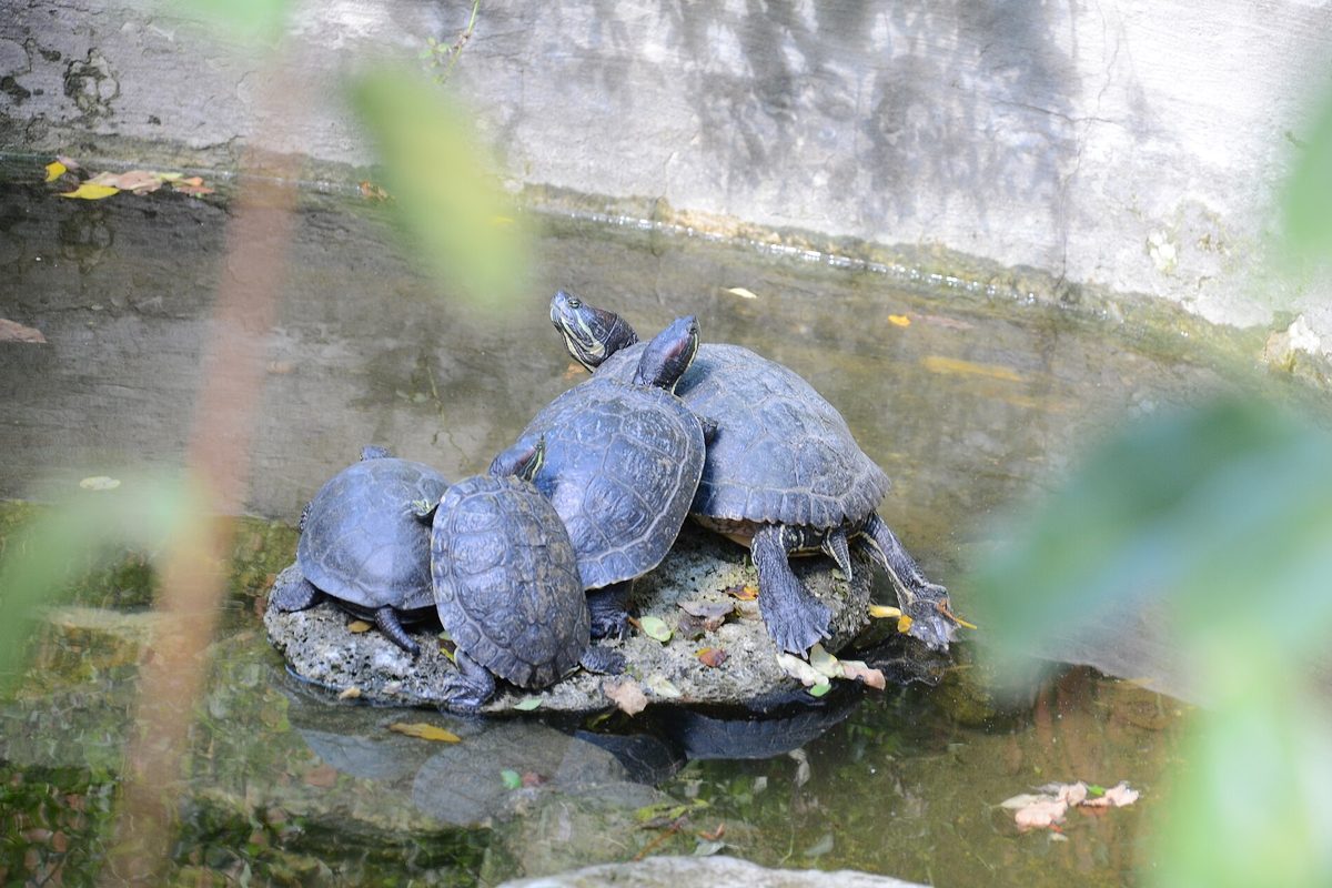 Tortugas acuáticas tomando el sol sobre una roca en un estanque