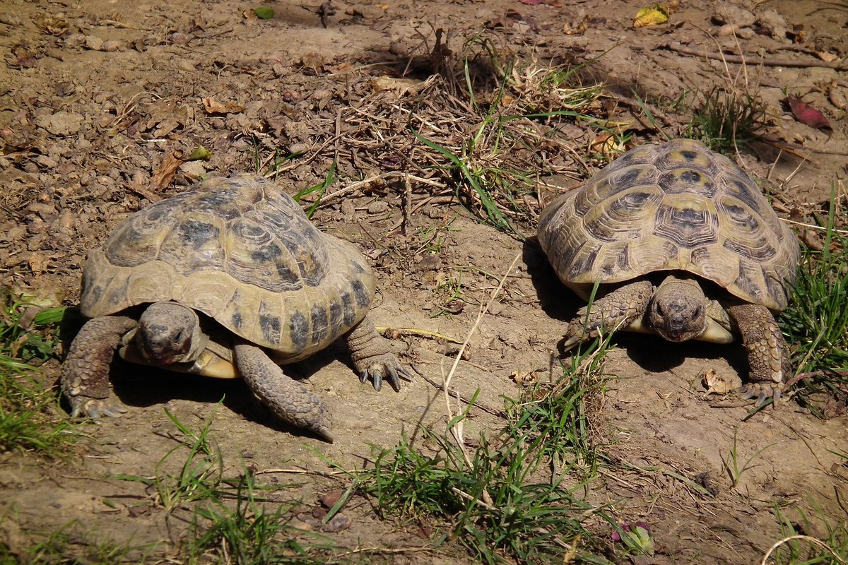 Dos tortugas griegas de caparazón moteado sobre tierra y hierba