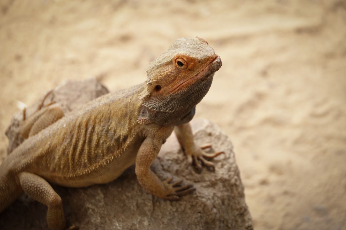 Dragón barbudo adulto de tonos pardos y anaranjados sobre una roca