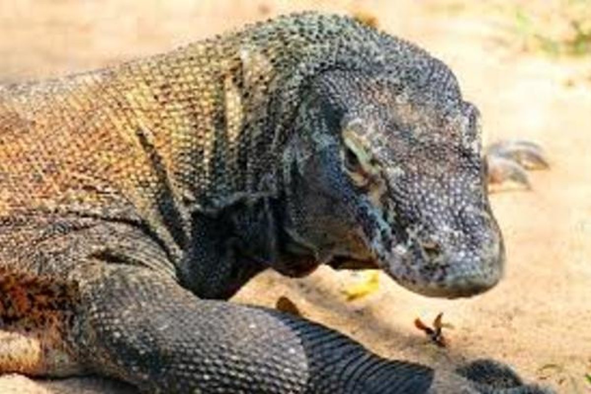 Dragón de Komodo caminando sobre tierra seca con la piel rugosa y las garras largas