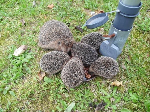Grupo de erizos alrededor de un comedero en un jardín