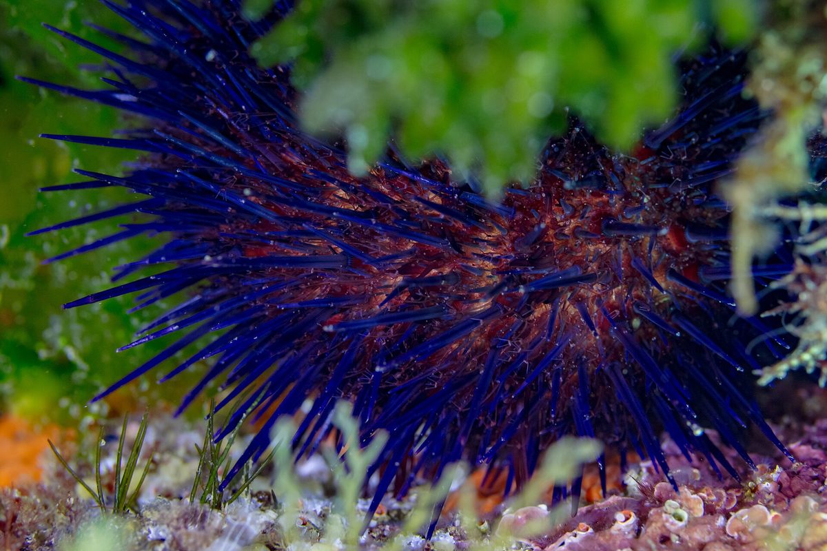 Erizo de mar de púas azules y violetas entre algas