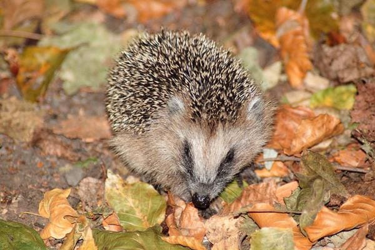 Erizo europeo entre hojas secas de otoño con las púas erizadas