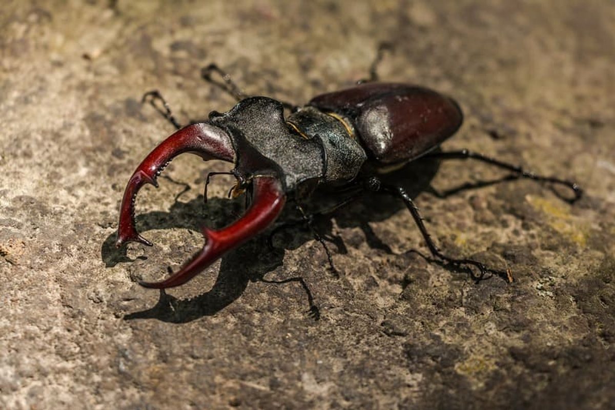 Escarabajo ciervo macho con sus grandes mandíbulas rojizas sobre una superficie rocosa