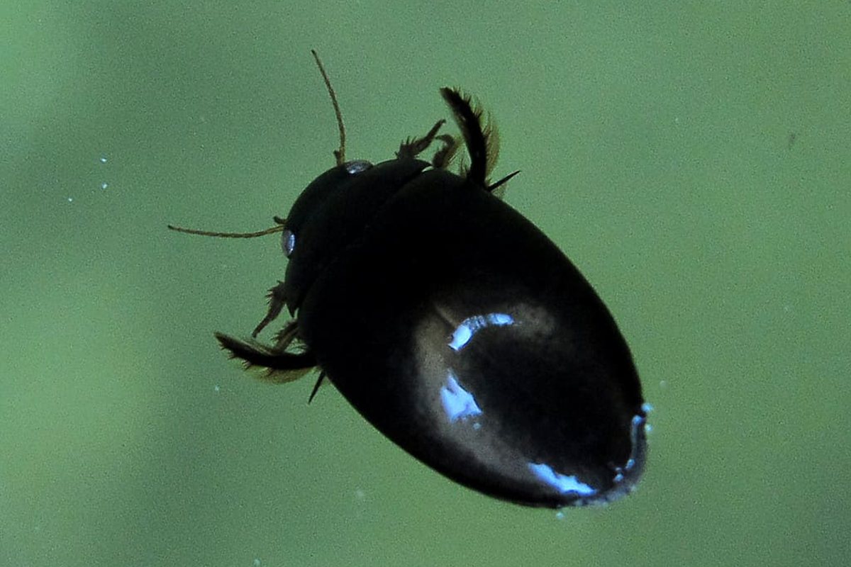 Escarabajo de agua de cuerpo oscuro, ovalado y brillante visto desde arriba sobre un fondo verde