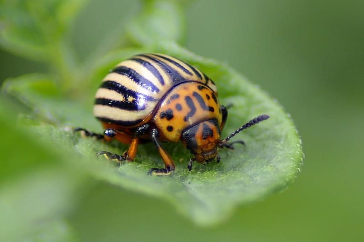 Escarabajo de la patata de franjas negras y amarillas sobre una hoja verde