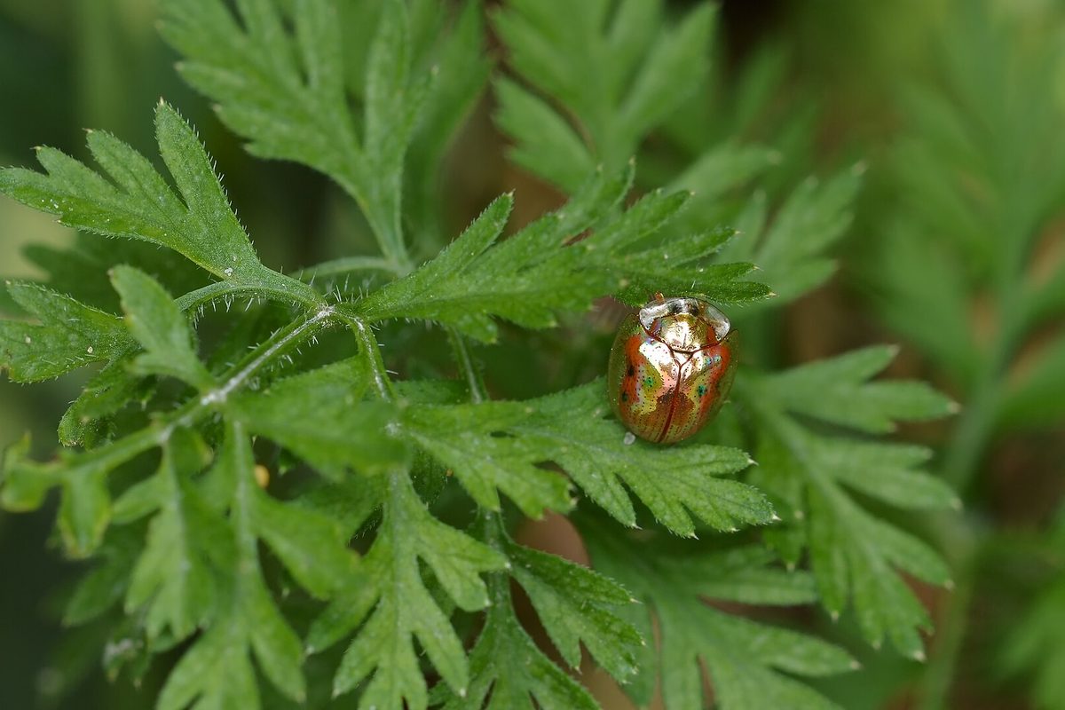 Escarabajo tortuga dorado, brillante como una gota de oro, sobre una hoja verde