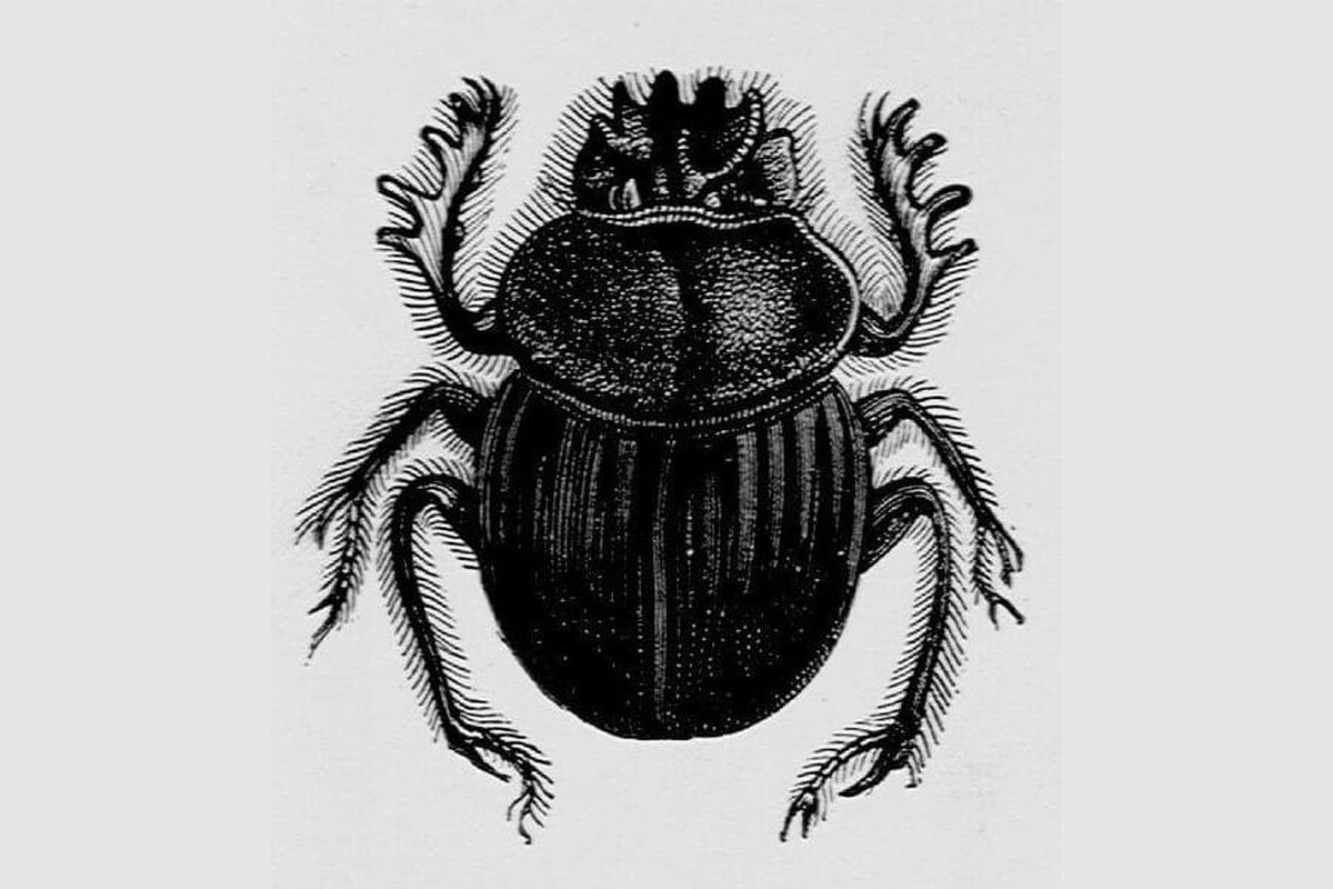 Grabado en blanco y negro de un escarabajo sagrado visto desde arriba