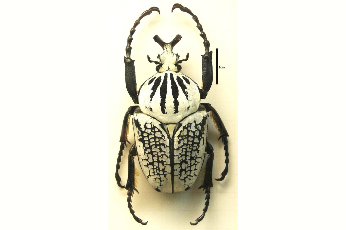 Escarabajo goliat de caparazón blanco con dibujos negros y cuerno en forma de Y, visto desde arriba