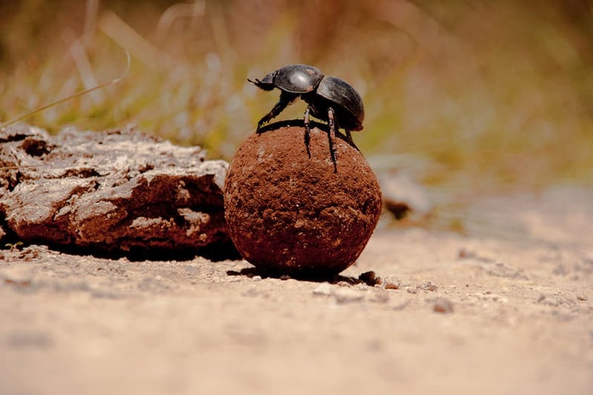 Escarabajo pelotero negro subido a una bola de excremento sobre tierra seca