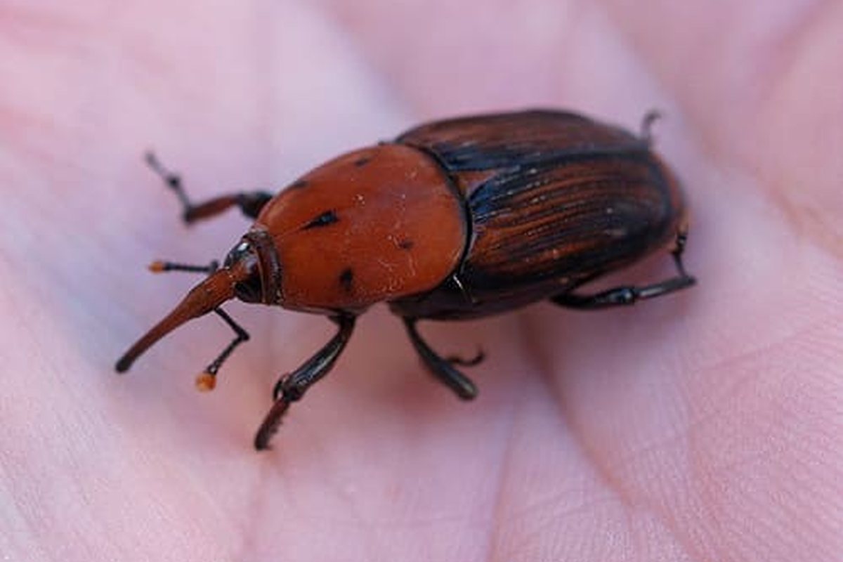 Escarabajo picudo rojo de cuerpo anaranjado y largo pico sostenido en una mano