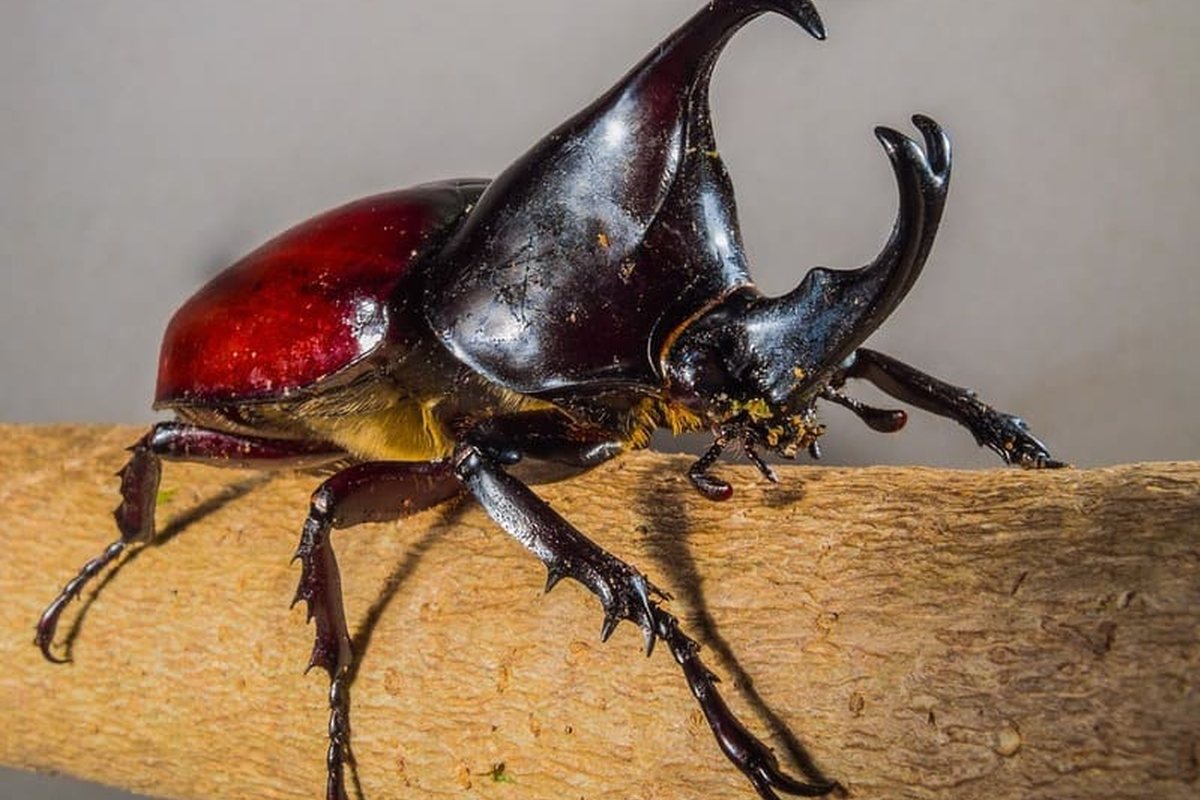 Escarabajo rinoceronte de cuerpo rojizo oscuro y gran cuerno sobre un tronco