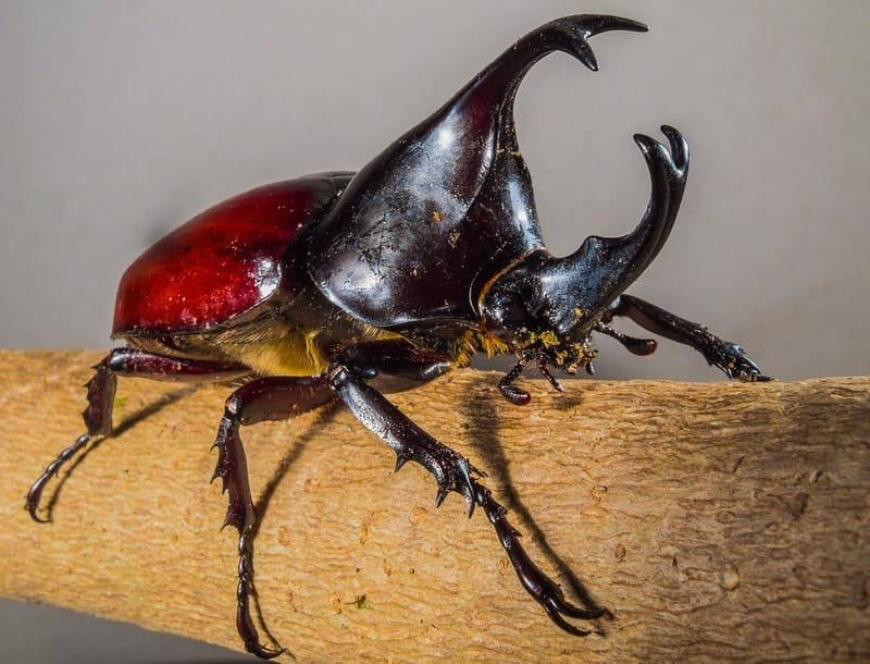 Escarabajo rinoceronte de caparazón rojizo con un gran cuerno sobre un tronco