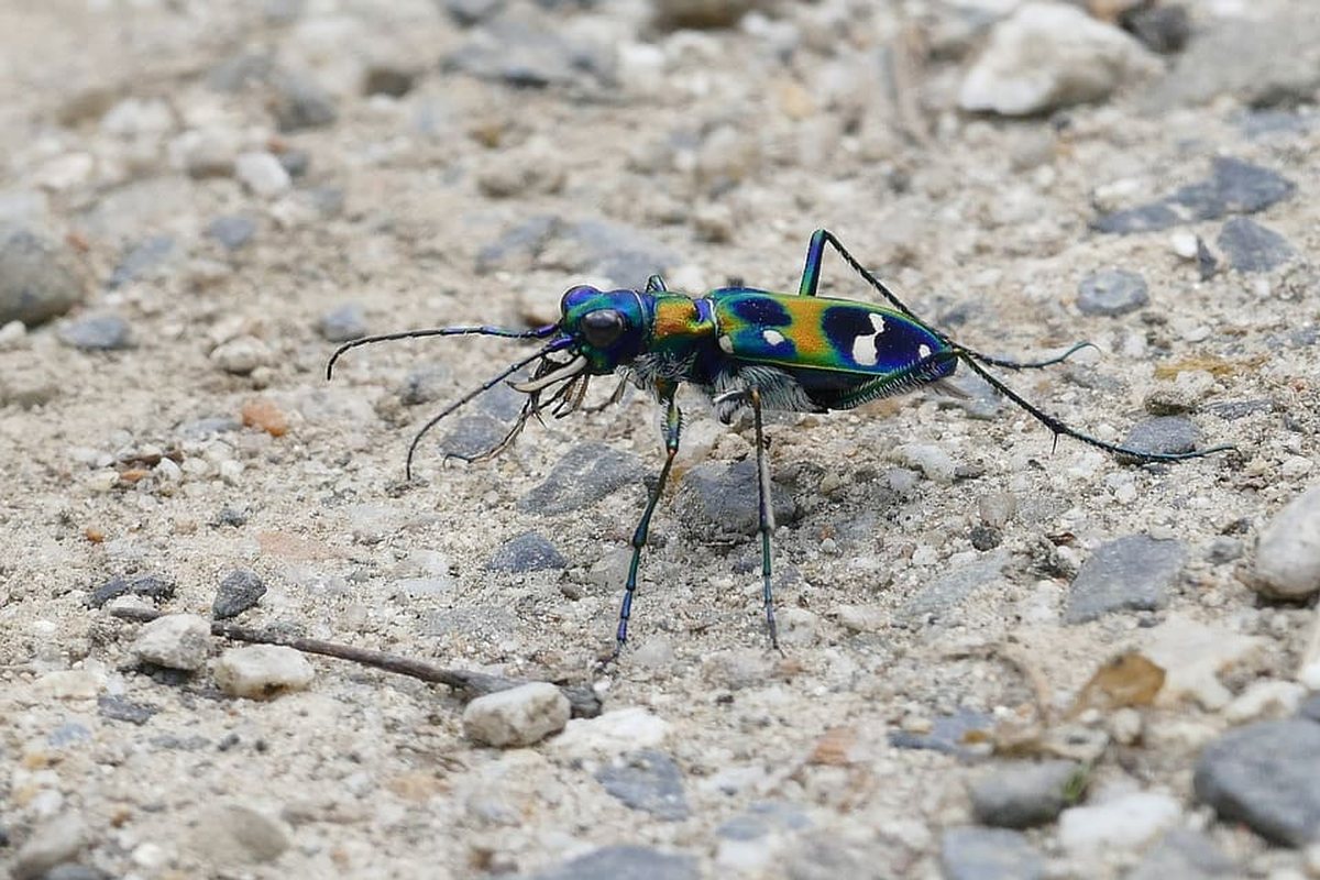Escarabajo tigre de cuerpo azul metálico con manchas anaranjadas sobre tierra y piedras