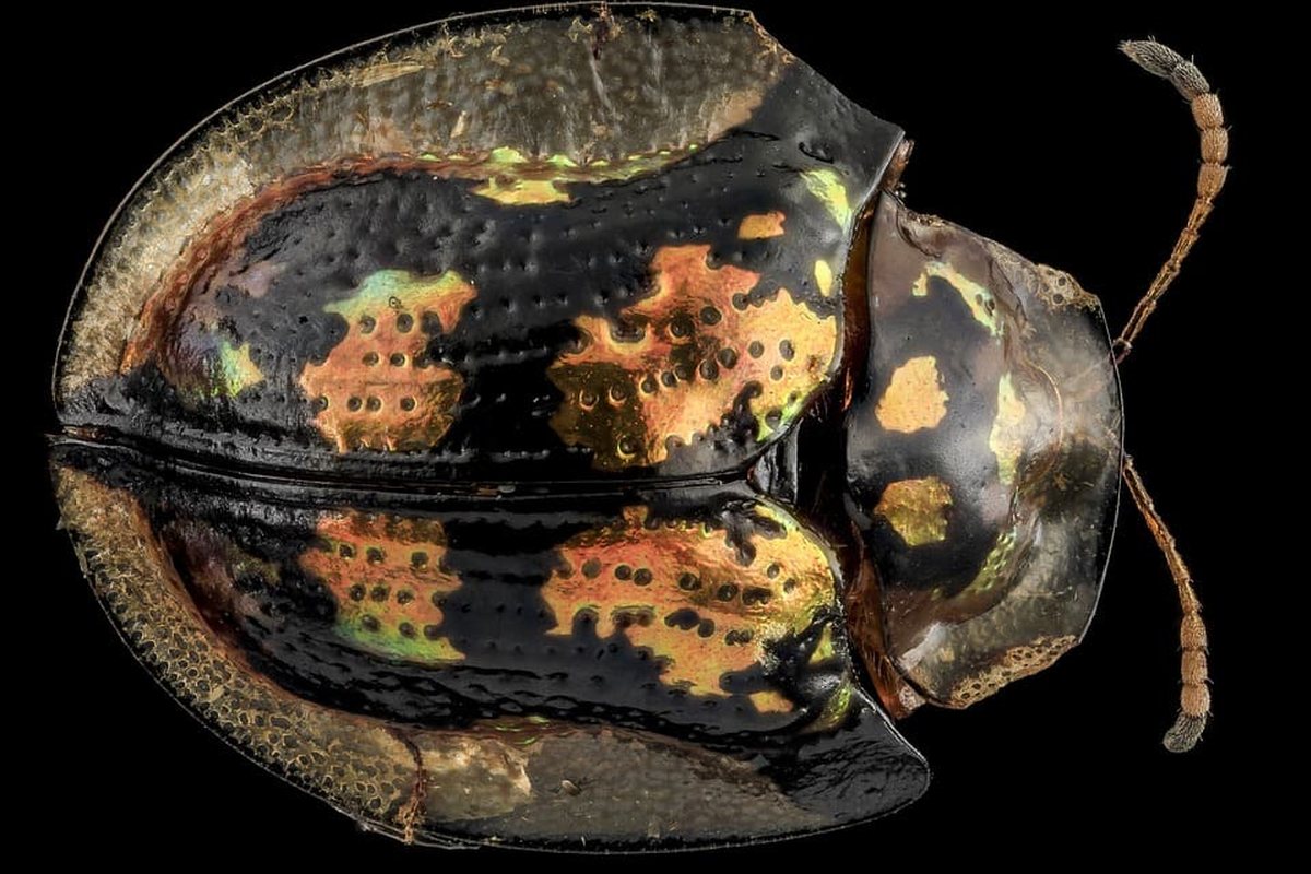 Escarabajo tortuga de caparazón ancho y translúcido con manchas naranjas sobre fondo negro