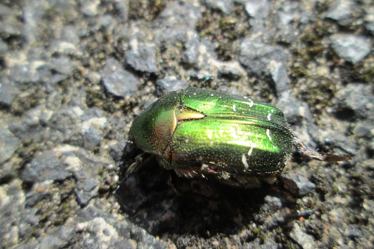 Escarabajo verde metálico con reflejos dorados sobre una superficie de piedra