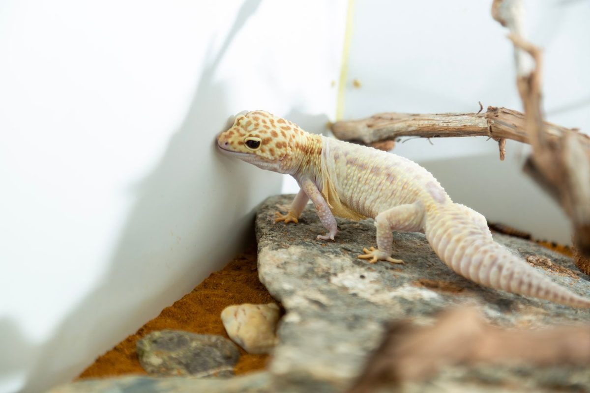 Gecko leopardo adulto sobre una roca dentro de un terrario