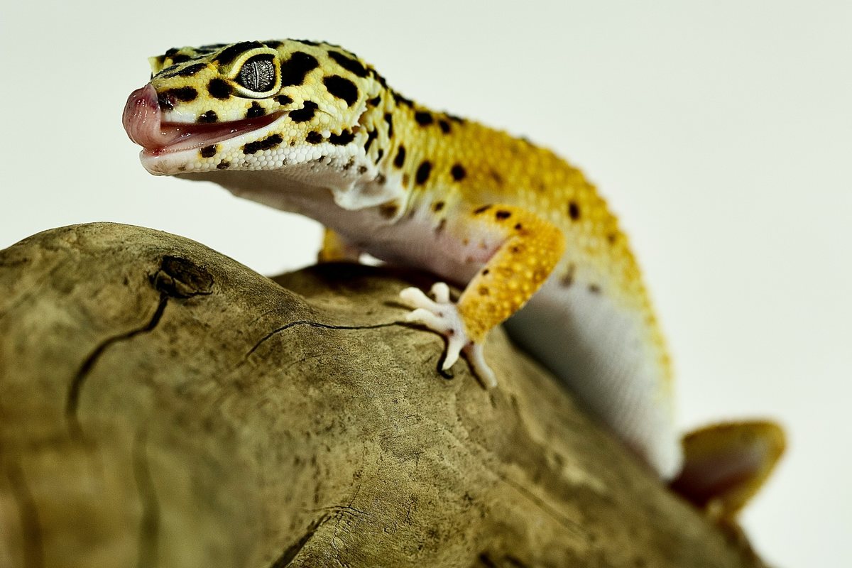 Gecko leopardo amarillo con manchas oscuras asomado sobre un tronco y con la lengua fuera
