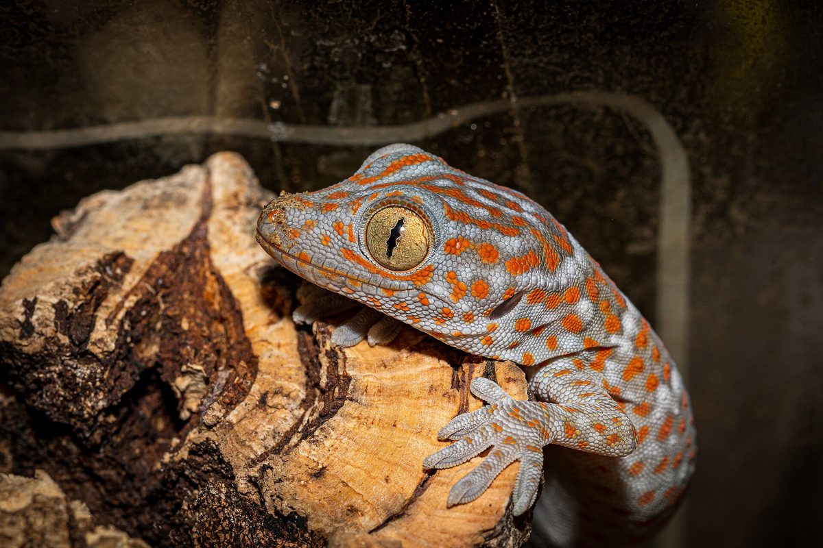 Gecko tokay de piel azulada con manchas naranjas sobre un trozo de corcho