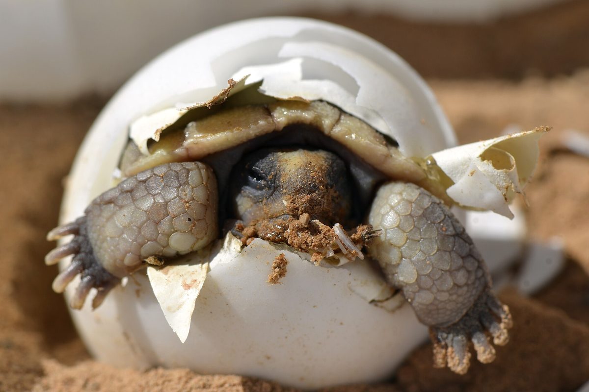 Cría de tortuga saliendo de su cascarón blanco