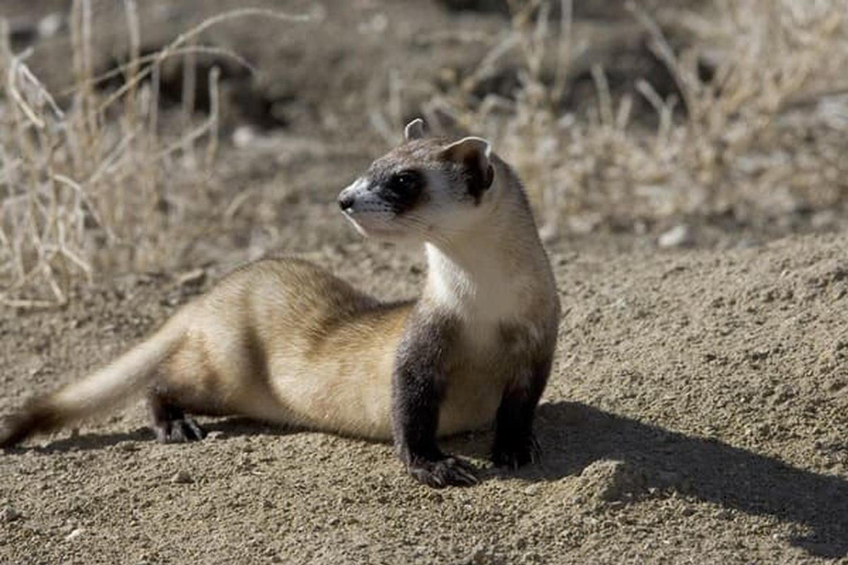 Hurón de patas negras de cuerpo claro, antifaz oscuro y patas negras sobre tierra seca