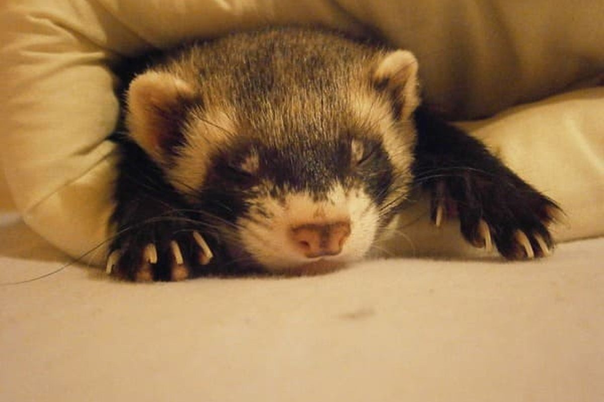 Hurón de máscara oscura descansando entre cojines con las patas extendidas