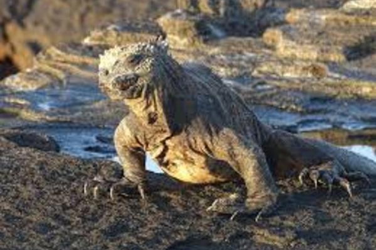 Iguana marina de piel rugosa y oscura tomando el sol sobre rocas volcánicas junto al agua