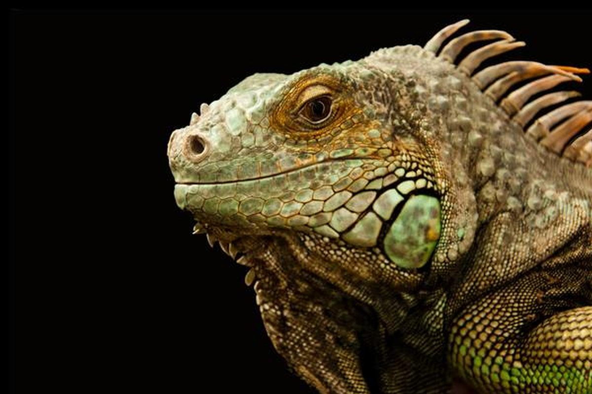 Cabeza de iguana verde con escamas redondas bajo el oído y la cresta dorsal sobre fondo negro