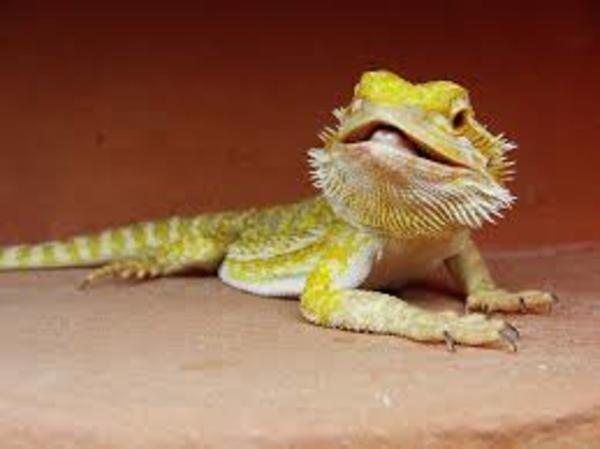 Dragón barbudo amarillo de perfil sobre una superficie, uno de los lagartos más habituales como mascota